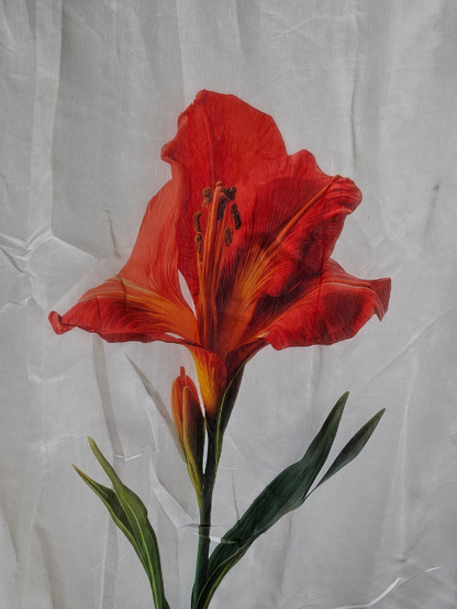 SCARLET - Chanderi Cotton MIS-804RRD2